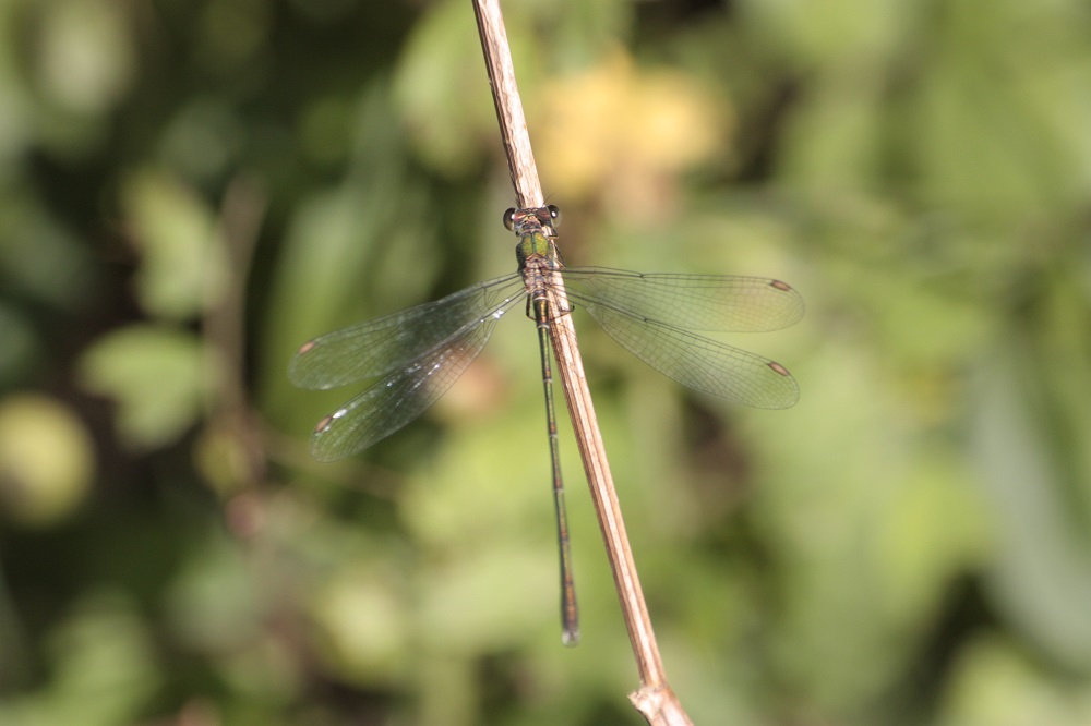 Id Lestes sp.: no, Chalcolestes prob. viridis